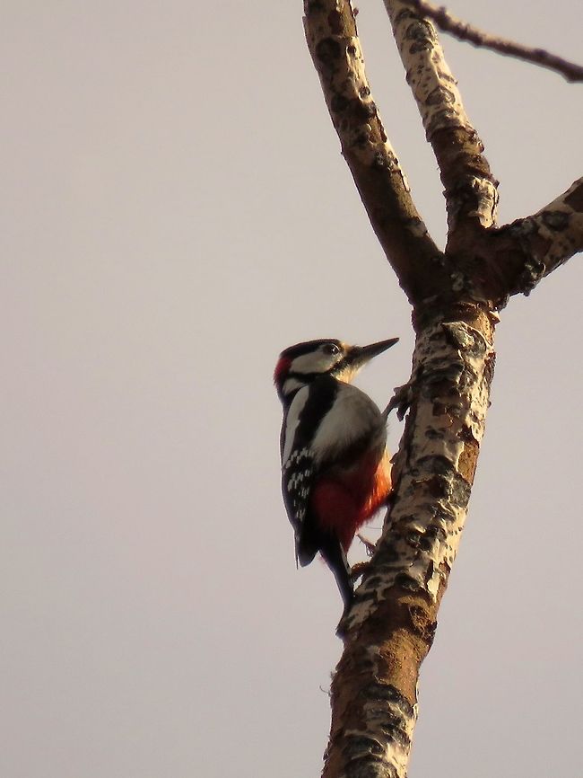 Great Spotted Woodpecker  Bulgaria,Dendrocopos major,Great Spotted Woodpecker,South park