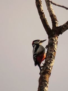 Great Spotted Woodpecker  Bulgaria,Dendrocopos major,Great Spotted Woodpecker,South park