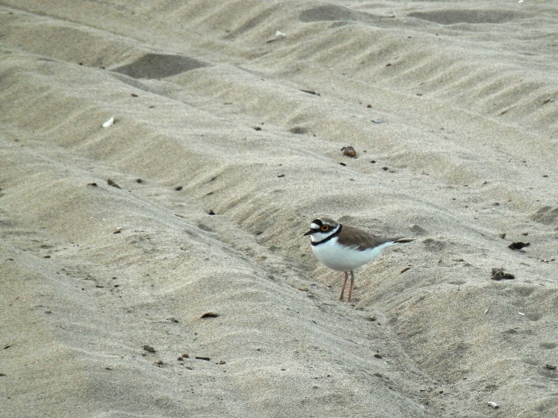 Little Ringed Plover on the beach  Bulgaria,Charadrius dubius,Geotagged,Little Ringed Plover,Spring