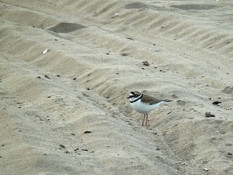 Little Ringed Plover on the beach  Bulgaria,Charadrius dubius,Geotagged,Little Ringed Plover,Spring