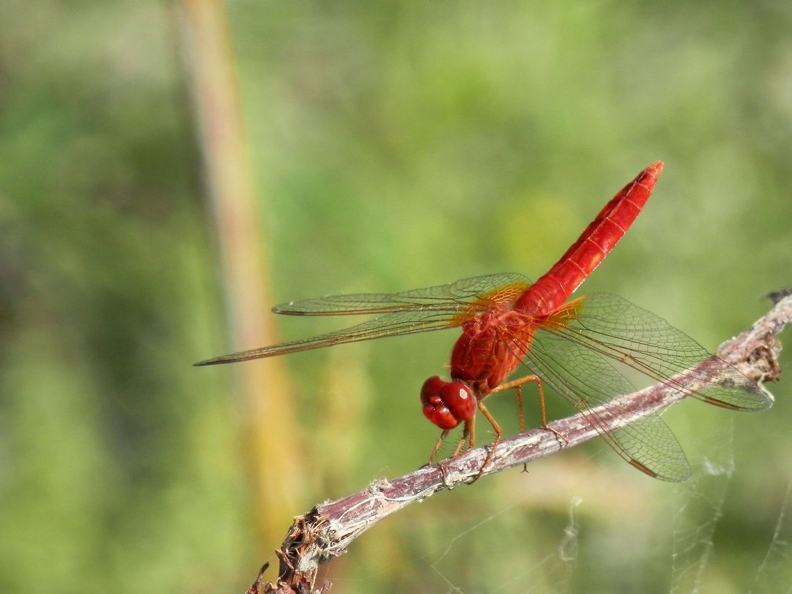 Scarlet darter male  Crocothemis erythraea,Romania,Scarlet Darter
