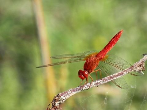 Scarlet darter male  Crocothemis erythraea,Romania,Scarlet Darter