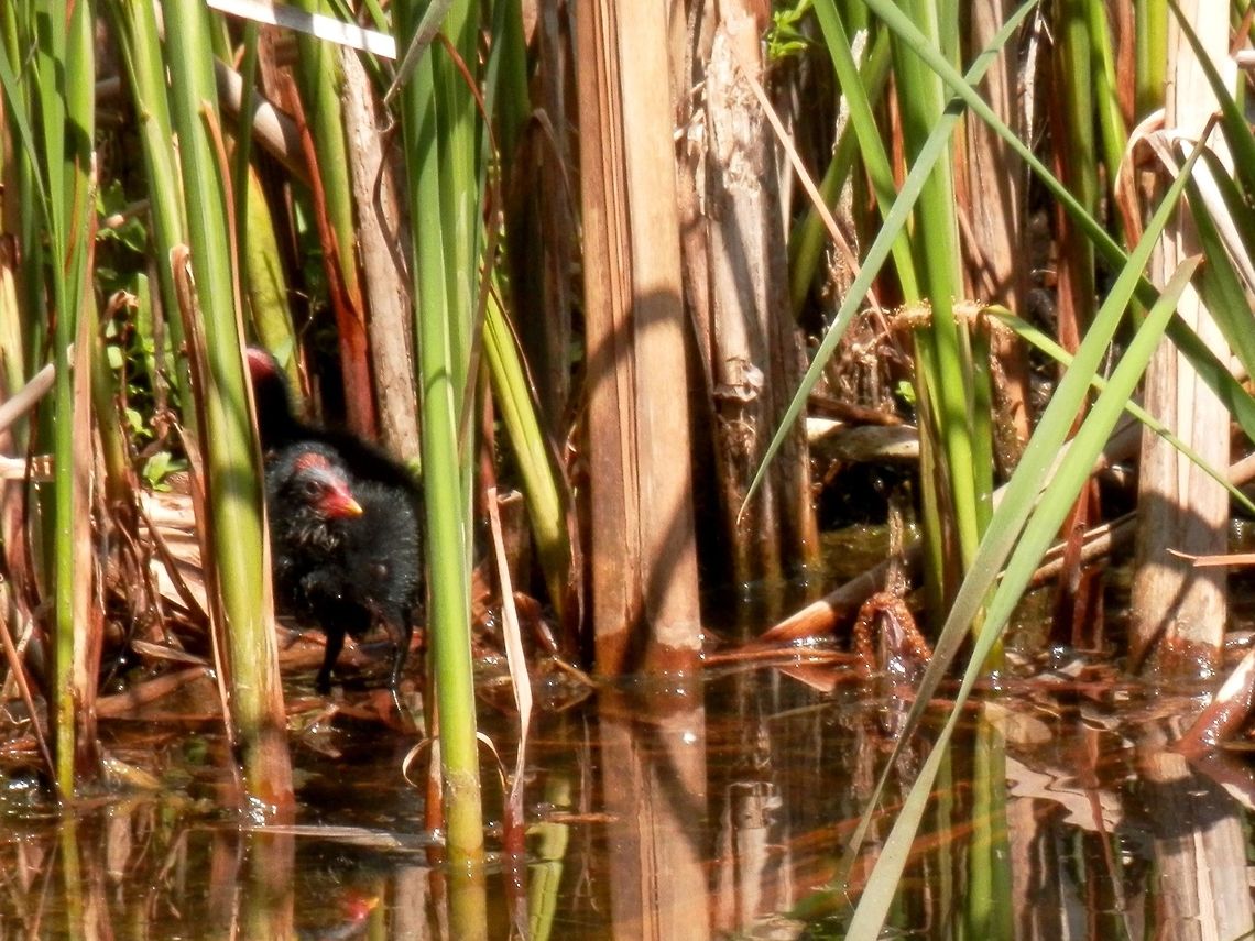 Common moorhen chick hiding in the reed  Bulgaria,Common Moorhen,Gallinula chloropus,Geotagged,South park,Spring