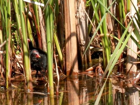 Common moorhen chick hiding in the reed  Bulgaria,Common Moorhen,Gallinula chloropus,Geotagged,South park,Spring