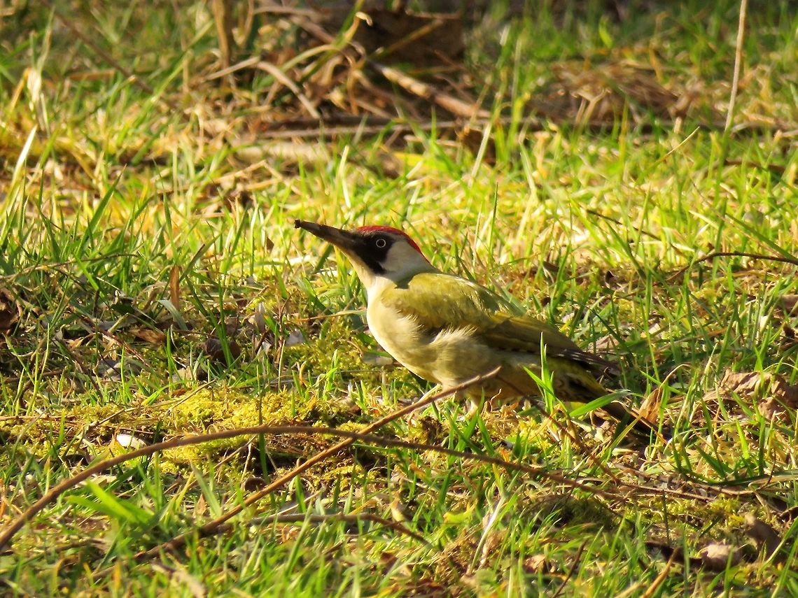 European green woodpecker  Bulgaria,European Green Woodpecker,Geotagged,Picus viridis,South park,Winter