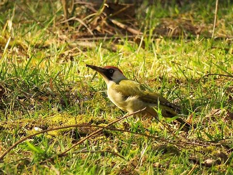 European green woodpecker  Bulgaria,European Green Woodpecker,Geotagged,Picus viridis,South park,Winter
