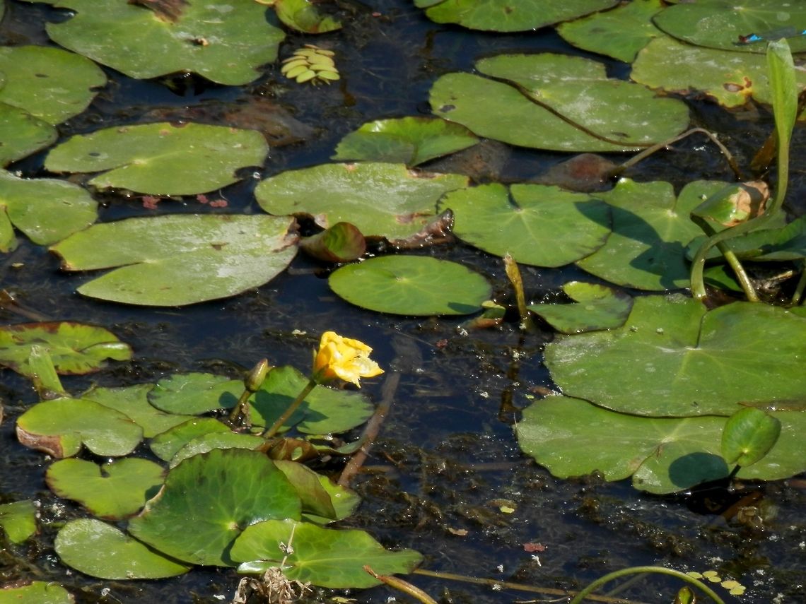 Yellow Floating-hearts  Nymphoides peltata,Romania
