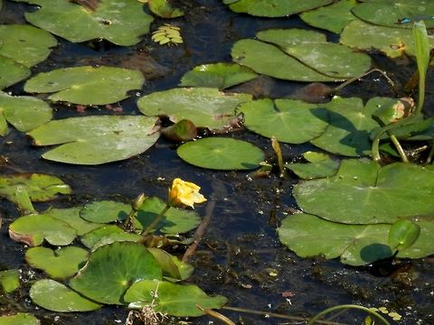 Yellow Floating-hearts  Nymphoides peltata,Romania