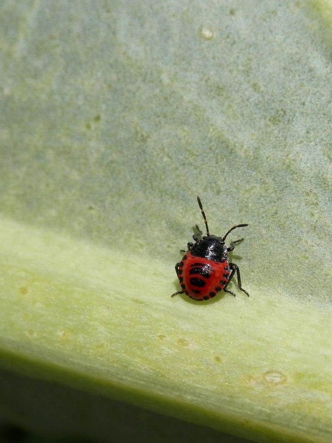 Eurydema spectabilis nymph  Bulgaria,Eurydema spectabilis
