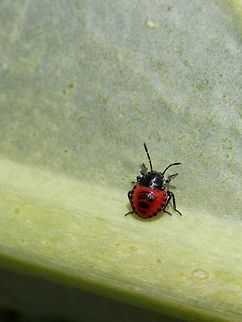Eurydema spectabilis nymph  Bulgaria,Eurydema spectabilis