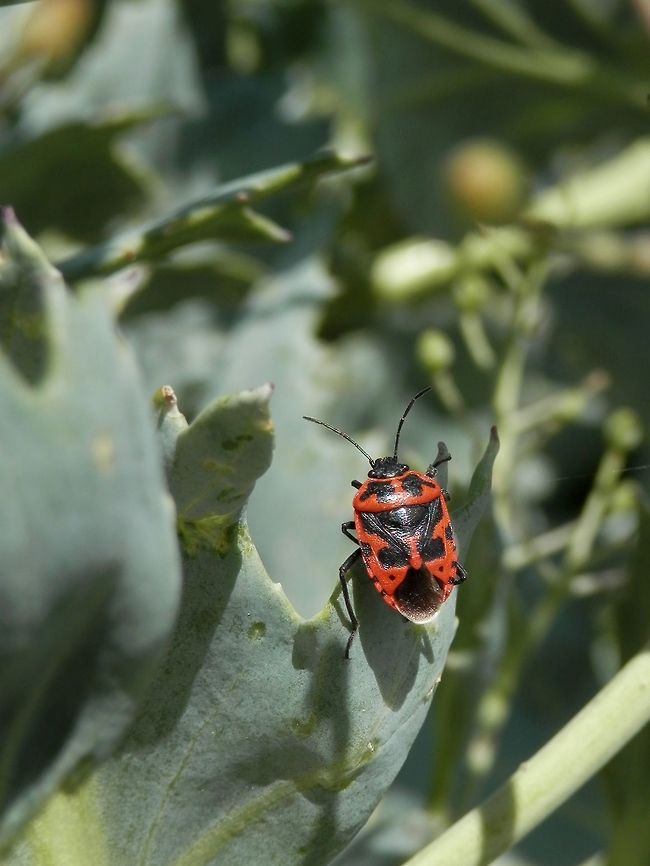 Eurydema spectabilis  Bulgaria,Eurydema spectabilis,Strachiini