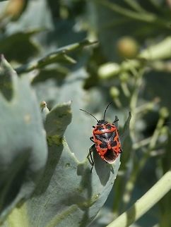 Eurydema spectabilis  Bulgaria,Eurydema spectabilis,Strachiini