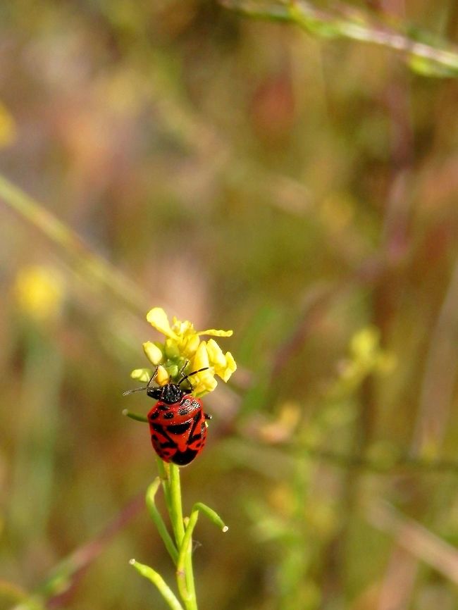 Eurydema ornata  Eurydema ornata,Greece,Strachiini