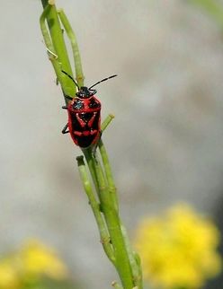 Brassica shieldbug The focus is not perfect but all the others are white so I uploaded it to add the red colour form. Eurydema oleracea,Greece,Strachiini