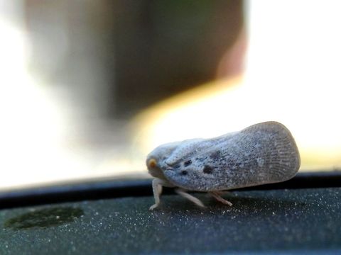 Citrus flatid planthopper The Bulgarian seaside was invaded by these little fellows last year. This one was planning to hitch a ride with us. Bulgaria,Citrus Flatid Planthopper,Geotagged,Metcalfa pruinosa,Summer