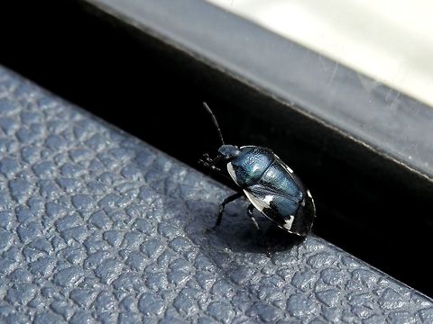Rambur's pied shieldbug Another hitchhiker in our car. Bulgaria,Tritomegas sexmaculatus