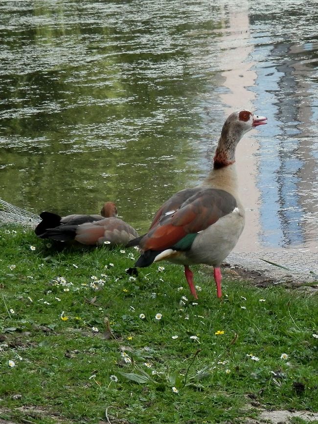 Egyptian goose  Alopochen aegyptiacus,Belgium,Egyptian Goose,Geotagged,Spring