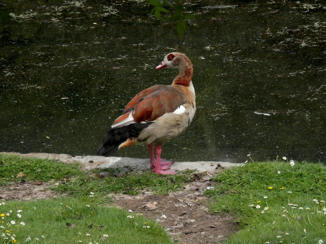 Egyptian goose  Alopochen aegyptiacus,Belgium,Egyptian Goose,Geotagged,Spring
