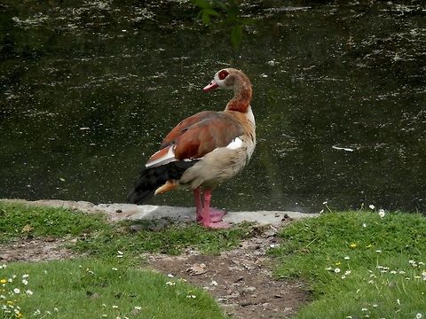 Egyptian goose  Alopochen aegyptiacus,Belgium,Egyptian Goose,Geotagged,Spring