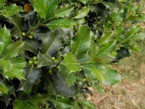 Holly with green fruits  Belgium,Holly,Ilex aquifolium
