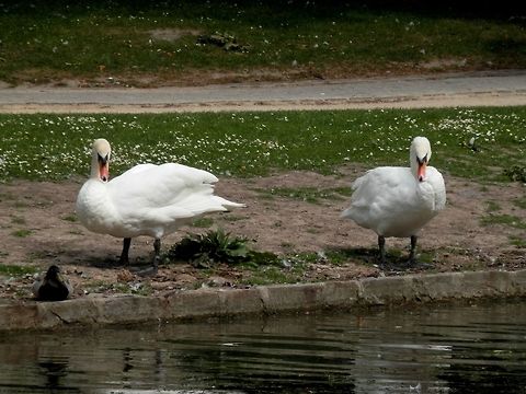 Mute swans  Belgium,Cygnus olor,Mute swan