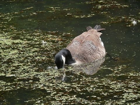 Canada goose  Belgium,Branta canadensis,Canada goose