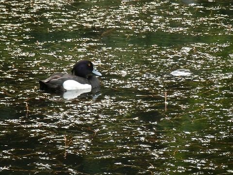 The tufted duck and the turtle  Aythya fuligula,Belgium,Tufted Duck