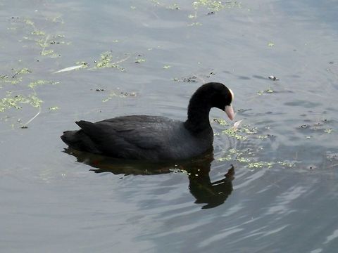 Eurasian coot  Belgium,Eurasian Coot,Fulica atra