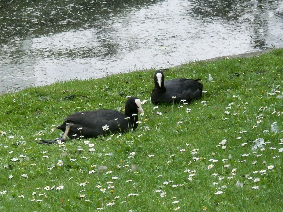 Eurasian coots  Belgium,Eurasian Coot,Fulica atra,Geotagged,Spring