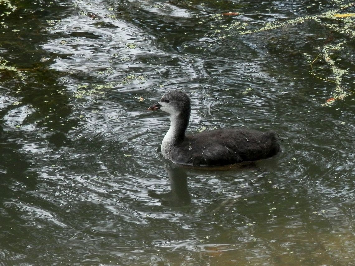 Eurasian coot chick  Belgium,Eurasian Coot,Fulica atra