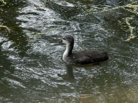 Eurasian coot chick  Belgium,Eurasian Coot,Fulica atra