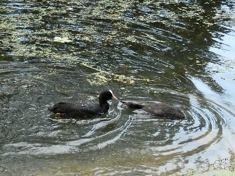 Eurasian coot feeding it's chick  Belgium,Eurasian Coot,Fulica atra