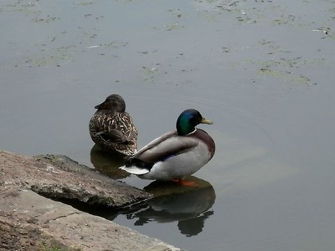 Mallard couple  Anas platyrhynchos,Belgium,Geotagged,Mallard,Spring