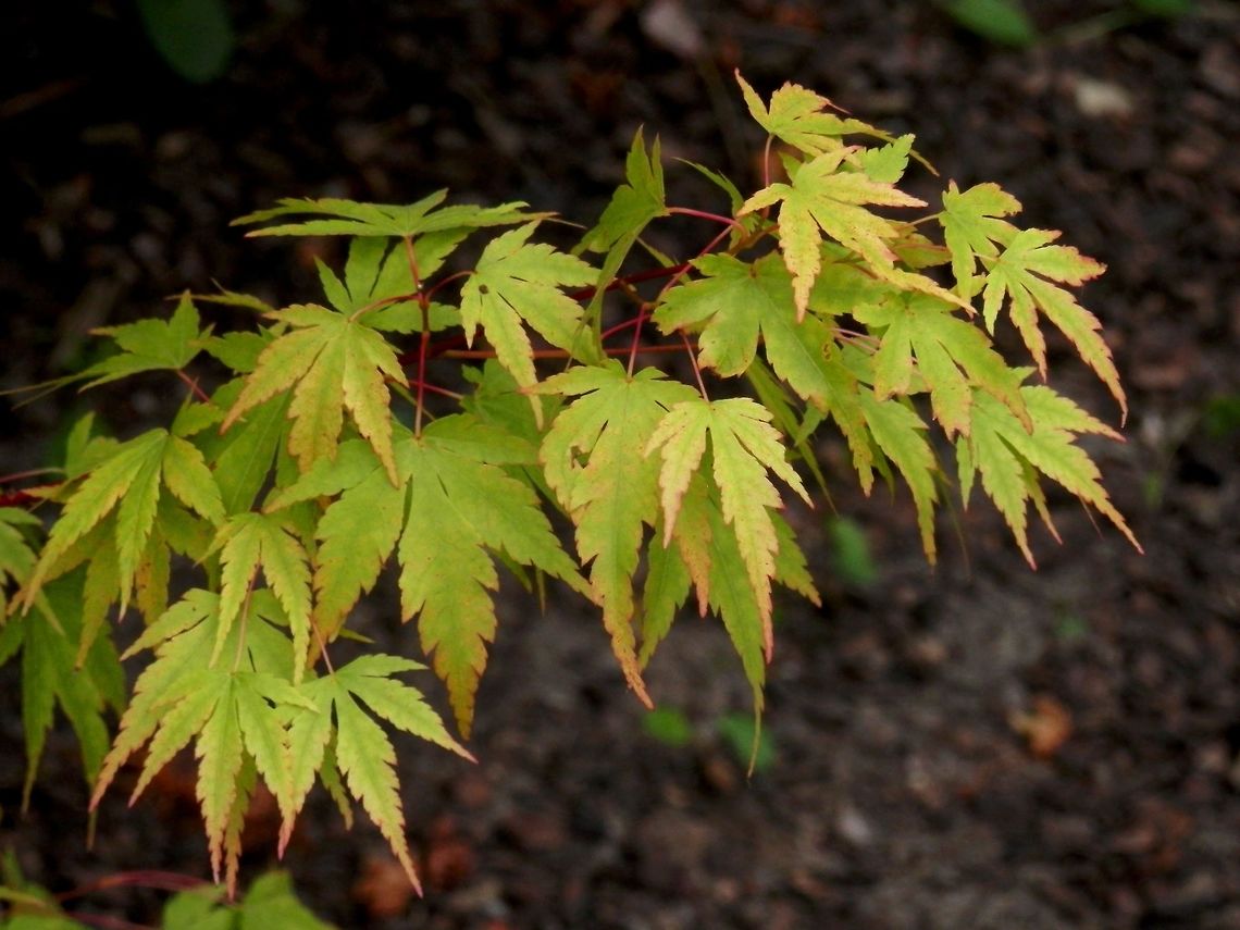 Japanese maple  Acer palmatum,Belgium,Geotagged,Japanese Maple,Spring