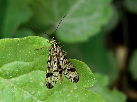 German scorpionfly  German Scorpionfly,Macedonia (FYROM),Panorpa,Panorpa germanica,Scorpionfly