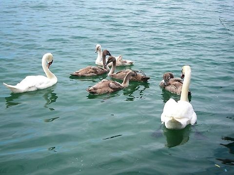 Mute swan family at lake Ohrid  Cygnus olor,Geotagged,Macedonia (FYROM),Mute swan,Summer