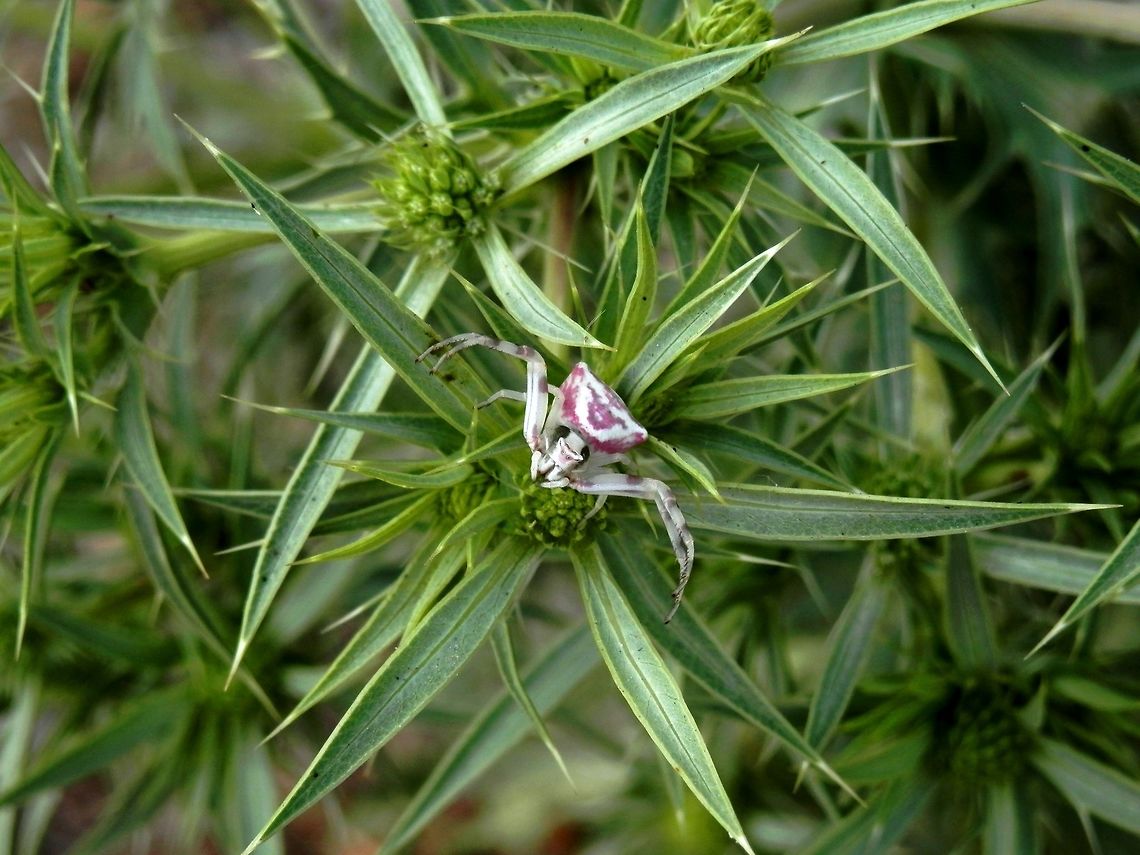 Heather crab spider  Macedonia (FYROM),Thomisus onustus