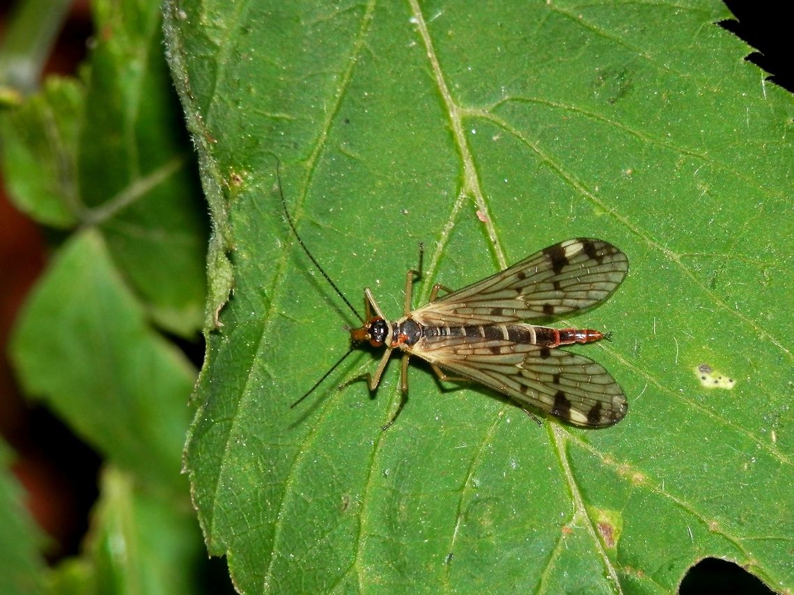 Panorpa alpina Found in the Bucegi Mountains above Sinaia. Aulops,Aulops alpina,Mecoptera,Panorpa,Panorpa alpina,Panorpidae,Romania