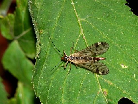 Panorpa alpina Found in the Bucegi Mountains above Sinaia. Aulops,Aulops alpina,Mecoptera,Panorpa,Panorpa alpina,Panorpidae,Romania