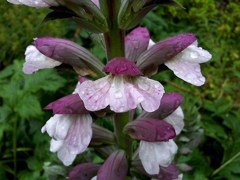 Bear's breeche  Acanthus mollis,Geotagged,Netherlands,Summer,The Netherlands