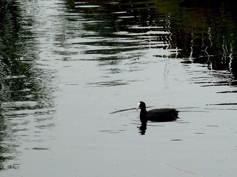 Eurasian coot  Eurasian Coot,Fulica atra,Geotagged,Netherlands,Summer