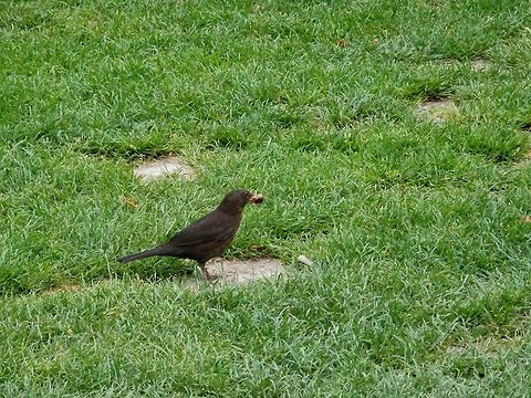 Female blackbird Male
https://www.jungledragon.com/image/51922/male_blackbird.html Belgium,Common Blackbird,Geotagged,Spring,Turdus merula