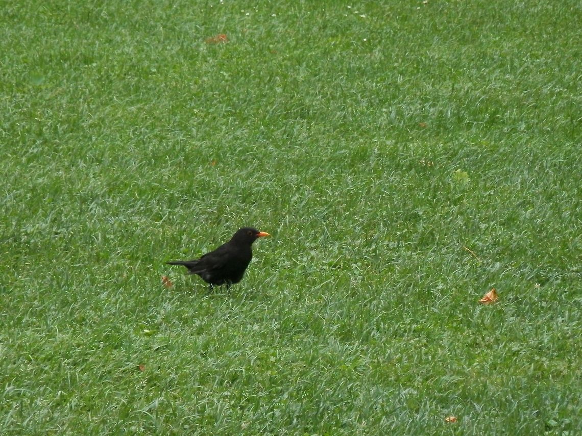 Male blackbird Female<br />
<figure class="photo"><a href="https://www.jungledragon.com/image/51888/female_blackbird.html" title="Female blackbird"><img src="https://s3.amazonaws.com/media.jungledragon.com/images/651/51888_thumb.JPG?AWSAccessKeyId=05GMT0V3GWVNE7GGM1R2&Expires=1759968010&Signature=GZE00UJ1nB47iwKIxr85V9ucNtY%3D" width="200" height="150" alt="Female blackbird Male<br />
https://www.jungledragon.com/image/51922/male_blackbird.html Belgium,Common Blackbird,Geotagged,Spring,Turdus merula" /></a></figure> Belgium,Common Blackbird,Geotagged,Spring,Turdus merula