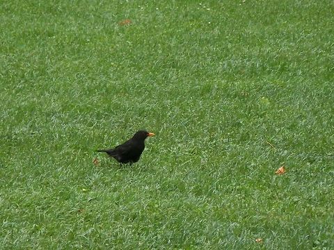 Male blackbird Female
https://www.jungledragon.com/image/51888/female_blackbird.html Belgium,Common Blackbird,Geotagged,Spring,Turdus merula