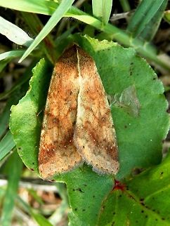 Cotton bollworm  Bulgaria,Cotton bollworm,Helicoverpa armigera