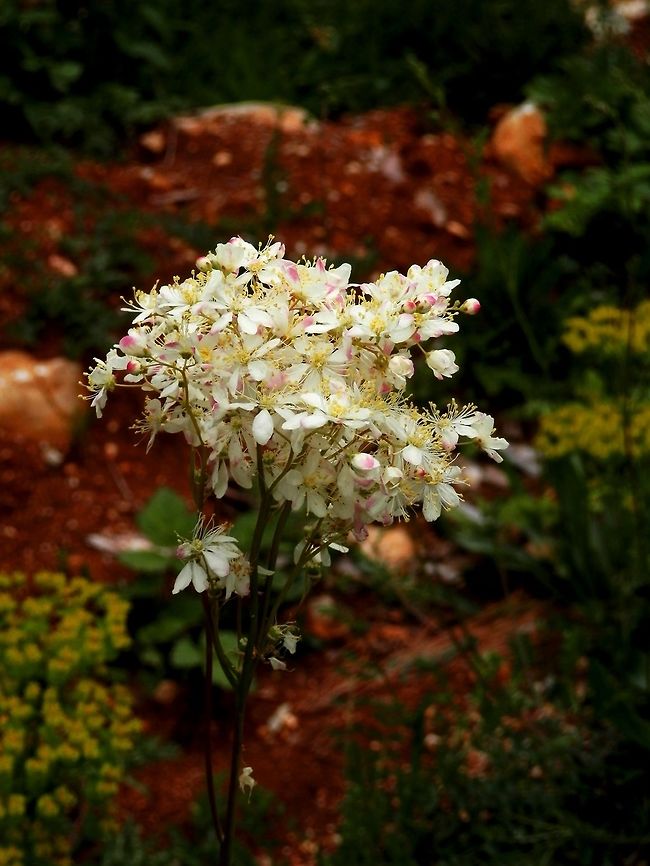 Filipendula vulgaris  Bulgaria,Dropwort,Filipendula vulgaris,Strandzha Nature Park