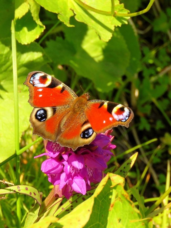 European peacock on Dactylorhiza cordigera  Bulgaria,Dactylorhiza cordigera,European Peacock,Heart shaped lip Dactylorhiza,Inachis io,Vitosha Mountain Nature Park