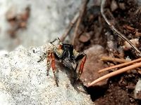 Dinner is served - ladybug larva Philaeus chrysops spotting it's prey<br />
https://www.jungledragon.com/image/52148/philaeus_chrysops_spotting_its_prey.html<br />
The end of the road<br />
https://www.jungledragon.com/image/52147/the_end_of_the_road.html Greece,Philaeus chrysops,Thasos Island