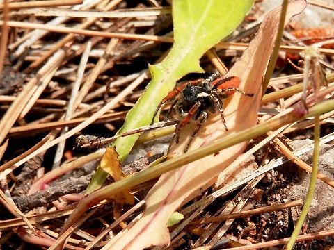 The end of the road Philaeus chrysops spotting it's prey
https://www.jungledragon.com/image/52148/philaeus_chrysops_spotting_its_prey.html
Dinner is served - ladybug larva
https://www.jungledragon.com/image/52146/dinner_is_served_-_ladybug_larva.html Greece,Philaeus chrysops,Thasos Island