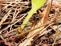 The end of the road Philaeus chrysops spotting it's prey<br />
https://www.jungledragon.com/image/52148/philaeus_chrysops_spotting_its_prey.html<br />
Dinner is served - ladybug larva<br />
https://www.jungledragon.com/image/52146/dinner_is_served_-_ladybug_larva.html Greece,Philaeus chrysops,Thasos Island
